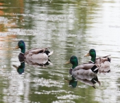 2016 06 11 WildLife MPLS 066